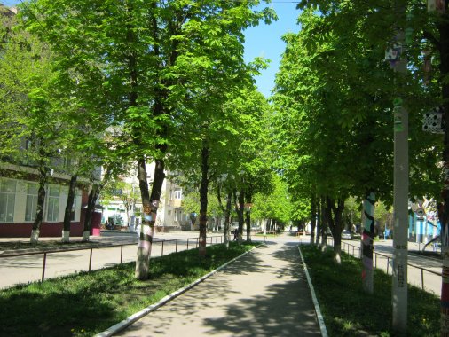 Деревья в центре Кировограда украсили лентами